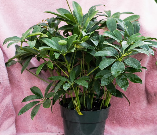 Hawaiian schefflera
