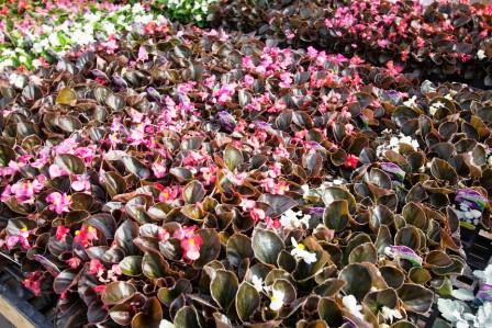 Fiberous begonia plants
