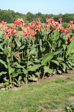 Canna plants