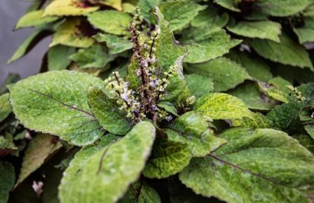 Coleus flower
