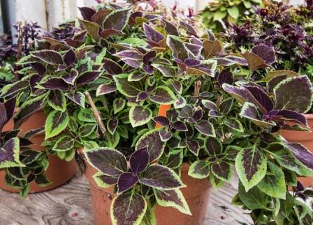 Coleus plants