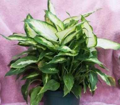 Dieffenbachia plant