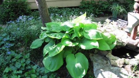 'Sum and Substance' Hosta