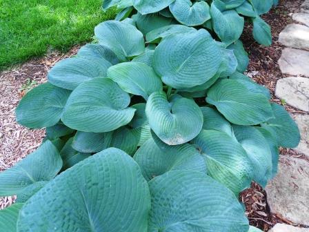 Blue hosta foliage