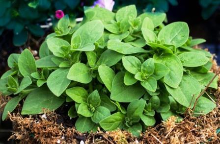 Petunia foliage