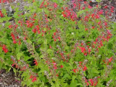 Salvia splendens