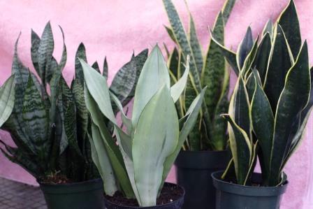 Assorted sansevieria plants
