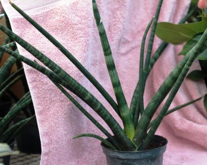 Sansevieria