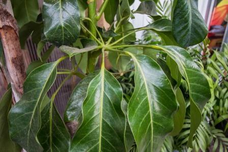 Schefflera foliage
