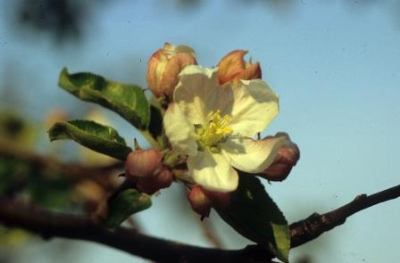 Apple flower