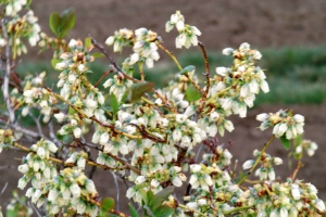 Blueberry flowers