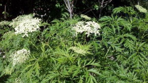 elderberry foliage and flowers