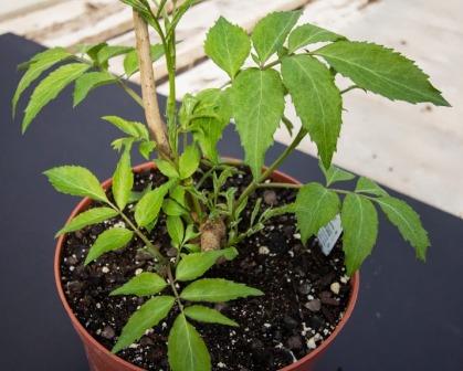 elderberry foliage