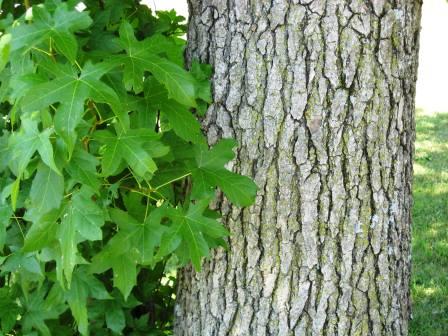 Sweetgum foliage and bark