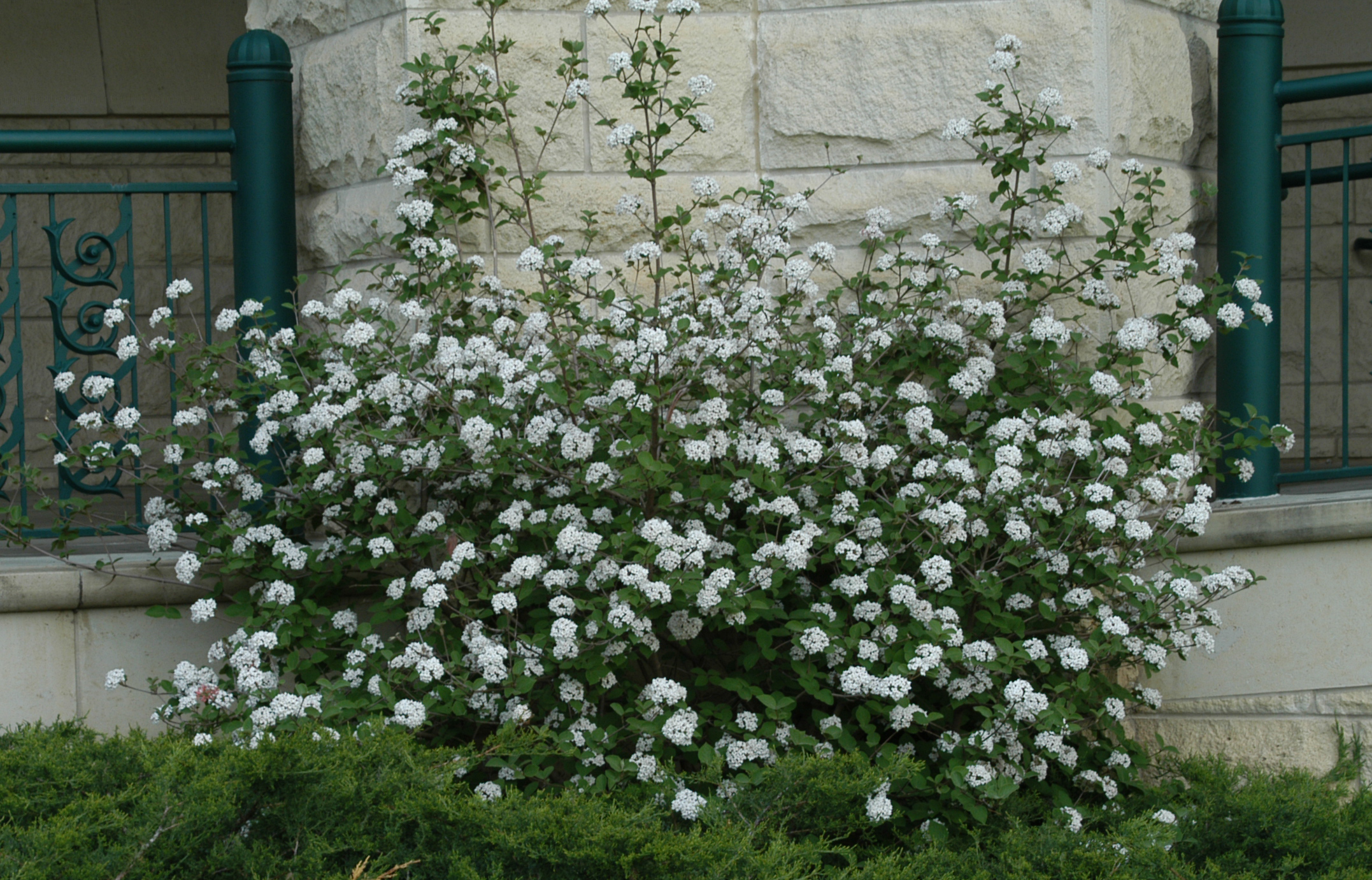 Judd Viburnum plant