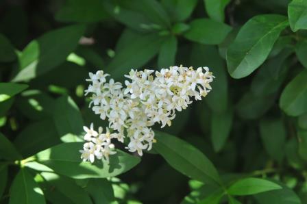 Privet flowers