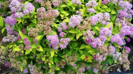 Spirea in flower