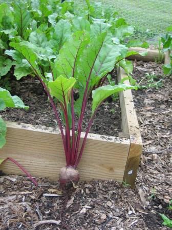 Beet root