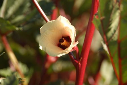 Okra flower