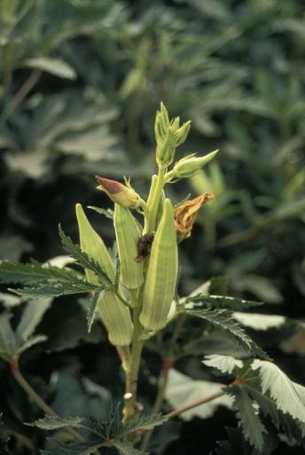 Okra pods