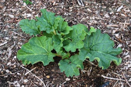 Rhubarb plant