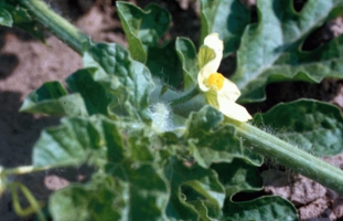 Watermelon flower (male)