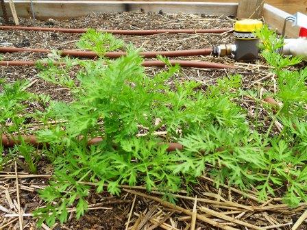 Carrot foliage