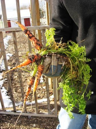 Carrots