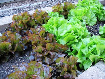 Assorted Lettuce